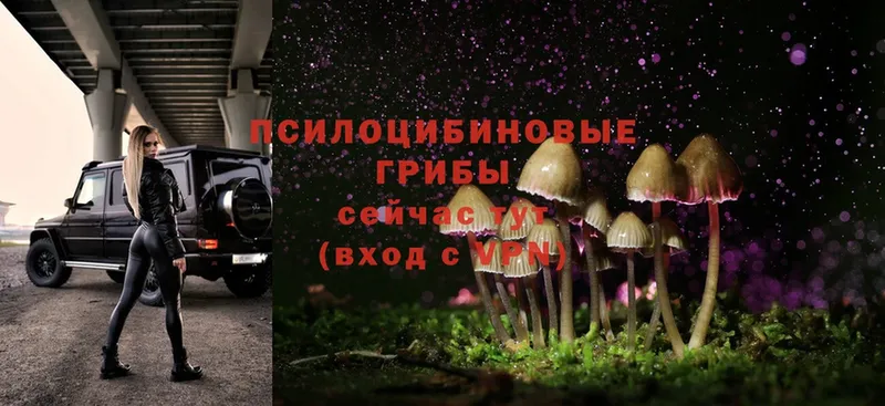 площадка наркотические препараты  Ардатов  Галлюциногенные грибы Psilocybe 